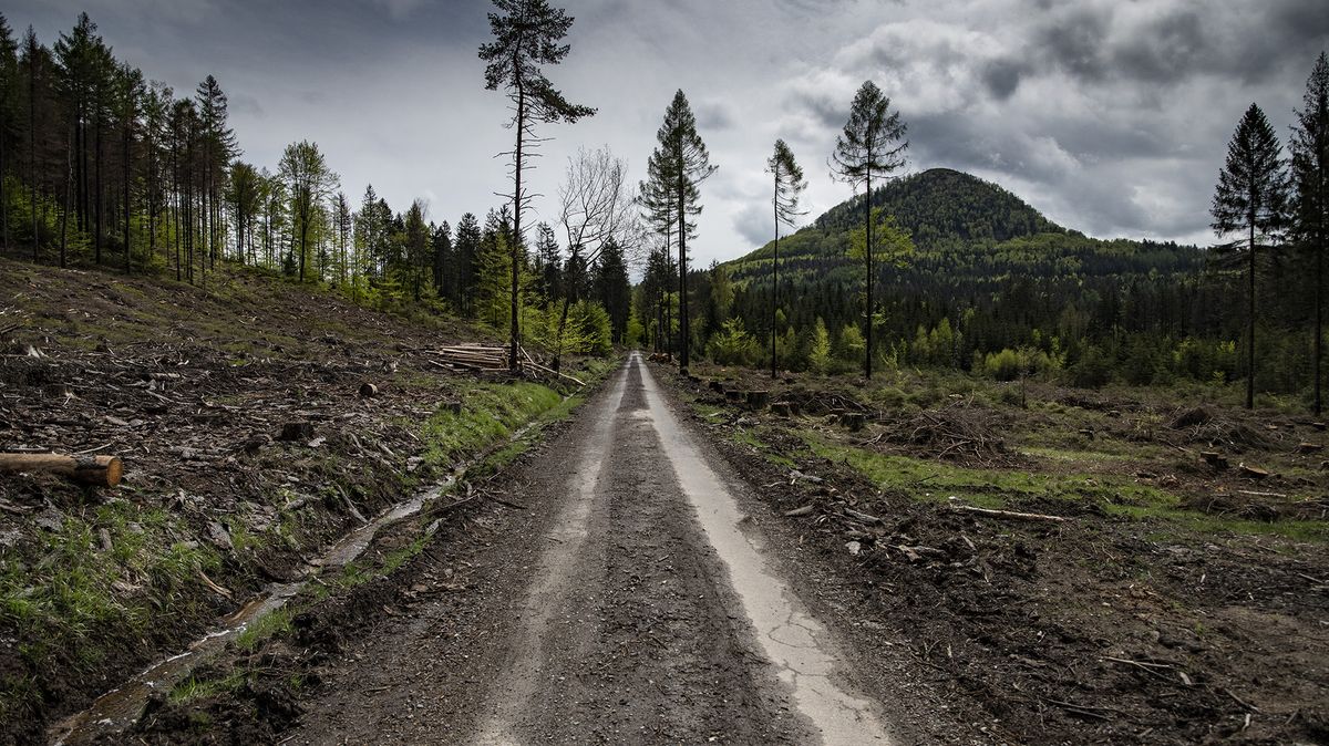 Těžba dřeva Vysočiny loni stoupla o 12 procent, znovu byla nejvyšší v ČR